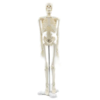 45 см Плакат с анатомической моделью скелета человека, учебное пособие по анатомии, модель скелета человека