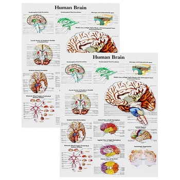Плакат по анатомии мозга, 2 упаковки ламинированной диаграммы человеческого мозга, Краткое справочное руководство по медицине, человек